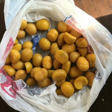 板栗炒栗种大标