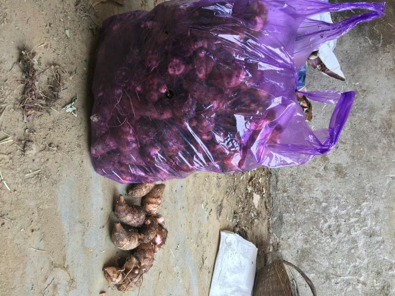 红芽芋河南大量上市基地直供一手货源欢迎采购