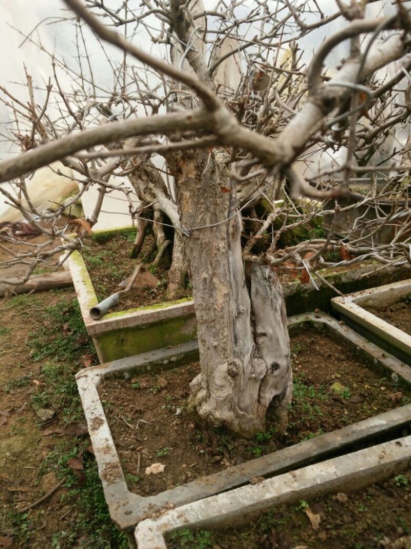 花卉盆景，小老桩有喜欢的联系