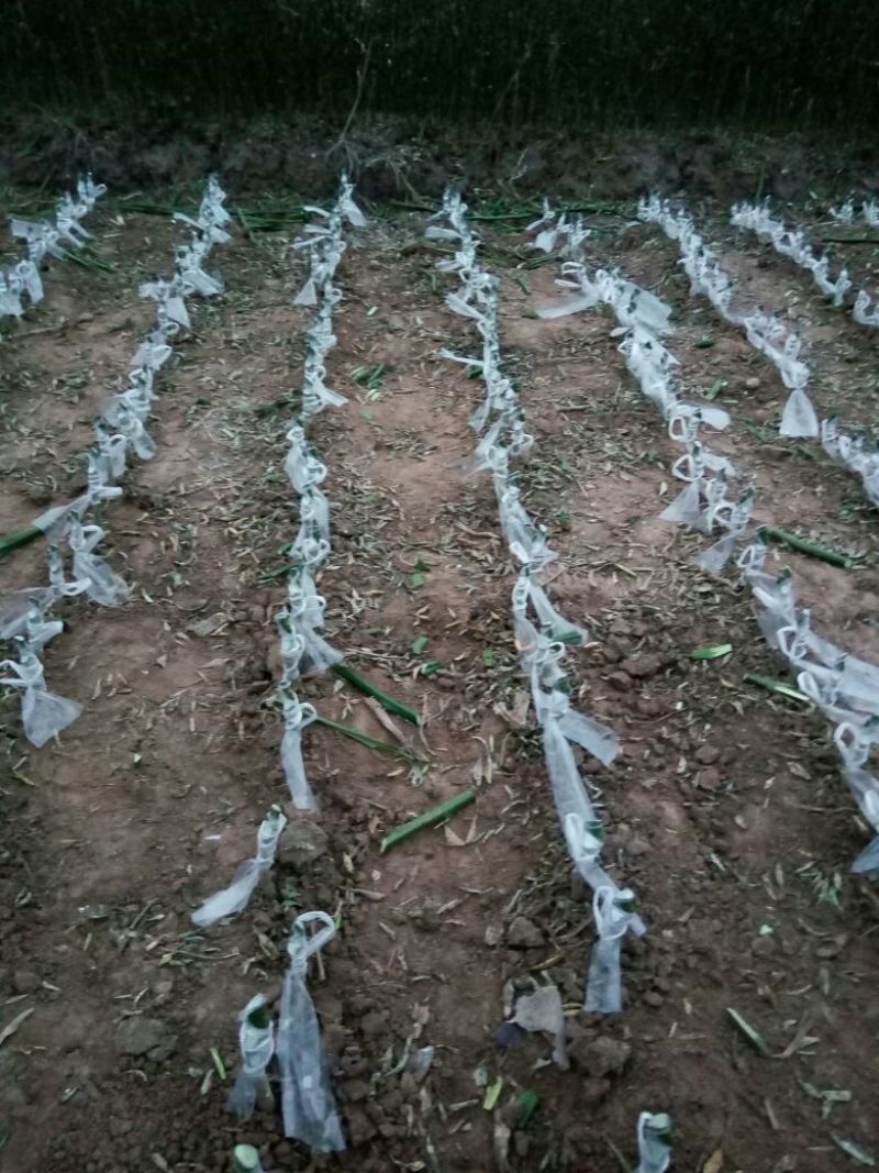 枳壳苗根系发达无病。