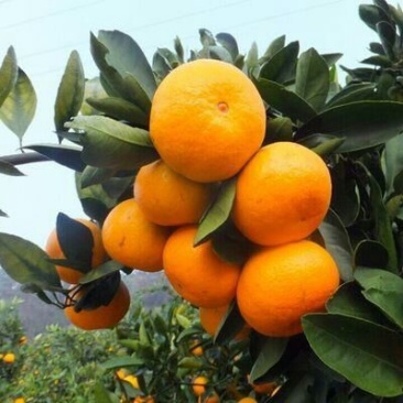爱媛38号苗免费提供种植技术保湿邮寄