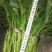 菠菜30~35厘米
