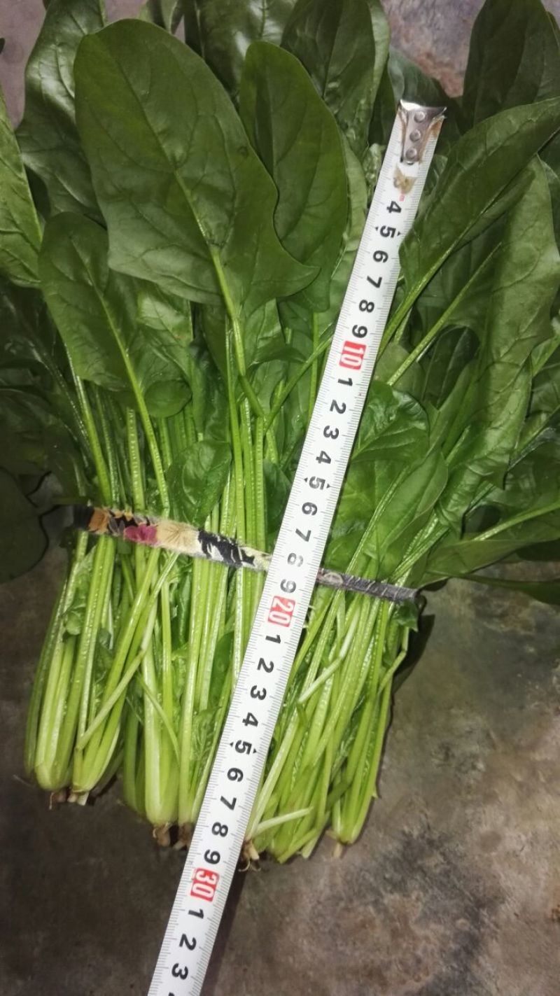 菠菜30~35厘米