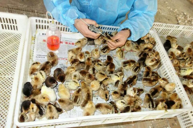 柴鸡苗1斤以下