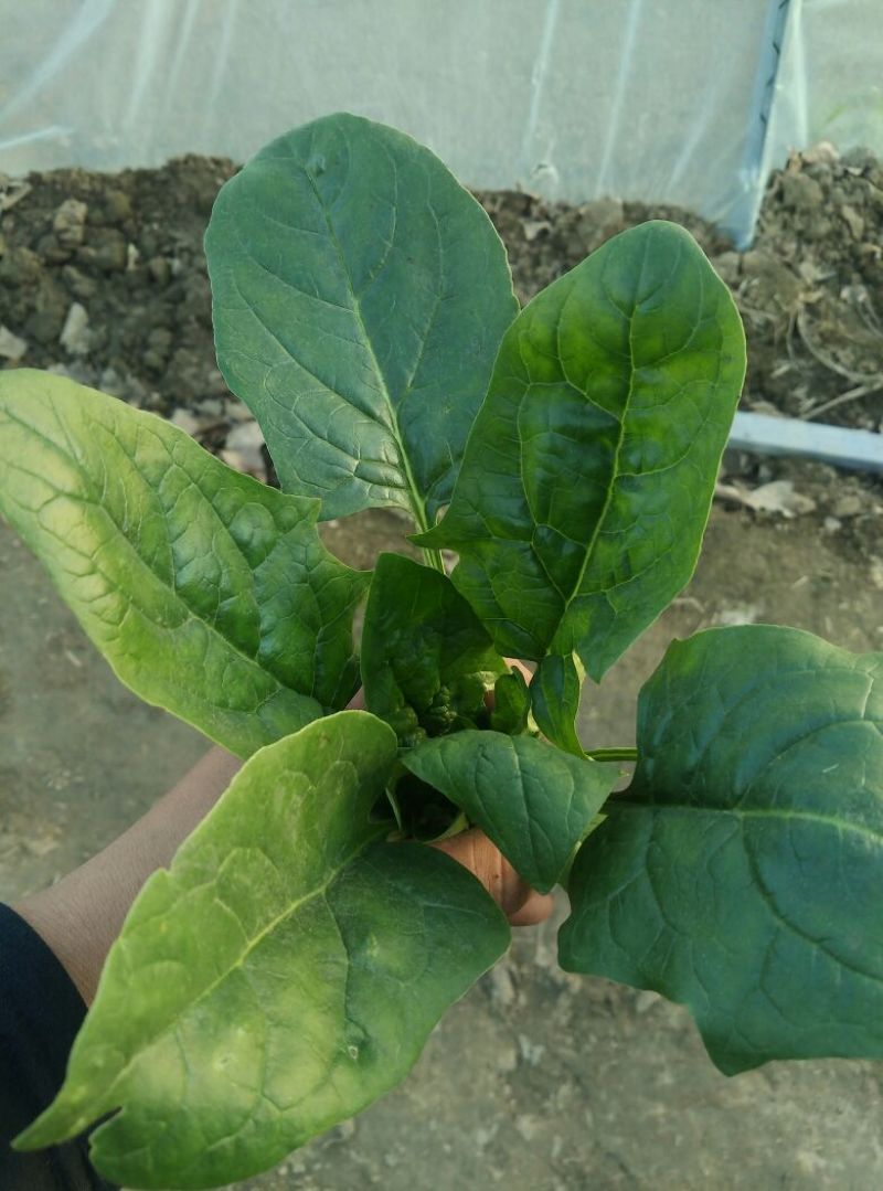 大叶菠菜15~20厘米