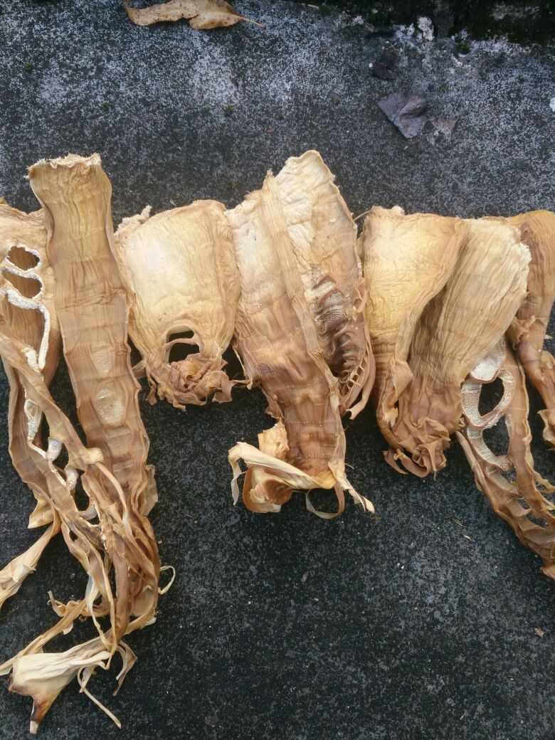 广西玉林市容县竹笋 25~30cm批发_谭金健供应