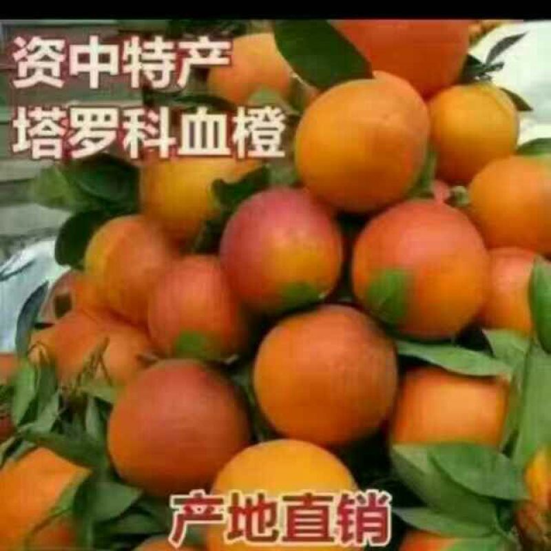 塔罗科血橙60~65mm