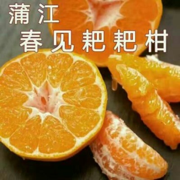 春见柑桔75cm以上
