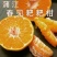 春见柑桔75cm以上