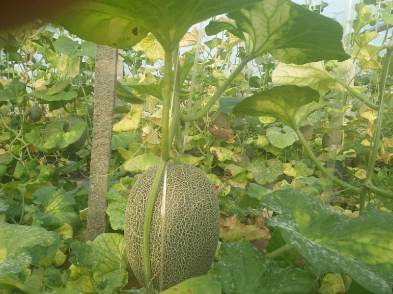西州蜜瓜3斤以上长圆形