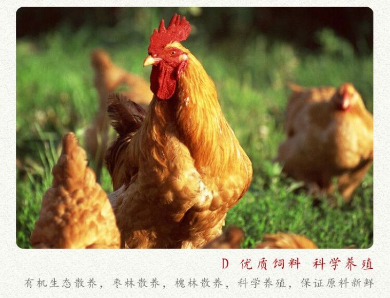 扒鸡包装