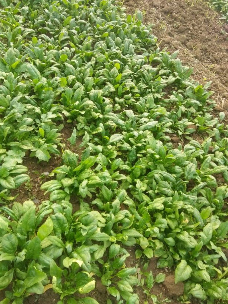 菠菜10~15厘米
