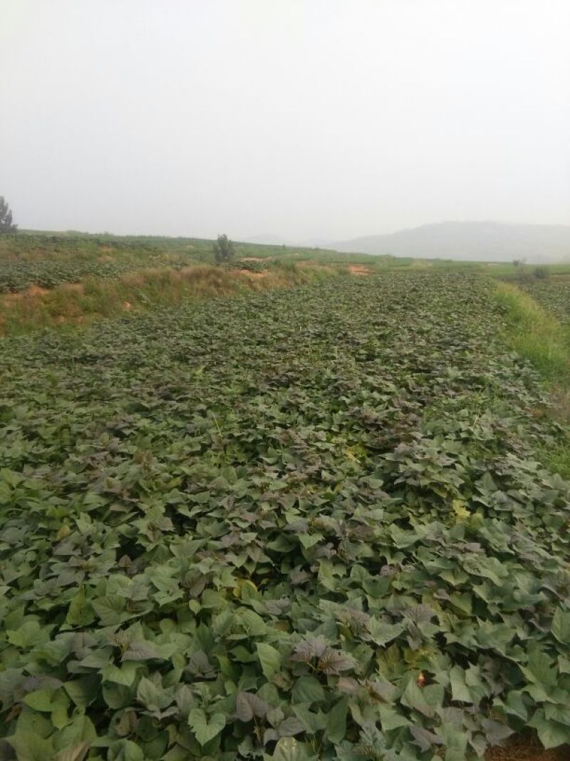 蜜薯红薯黄心烤红薯3两以上基地直供量大从