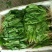 白菜苔30~40厘米