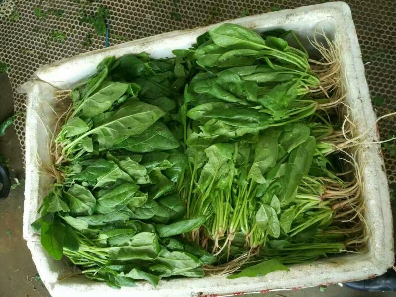 白菜苔30~40厘米