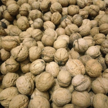 薄皮核桃去皮干