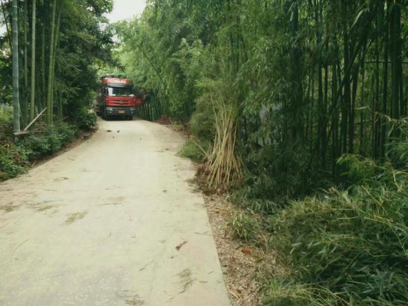 雷竹6~7m