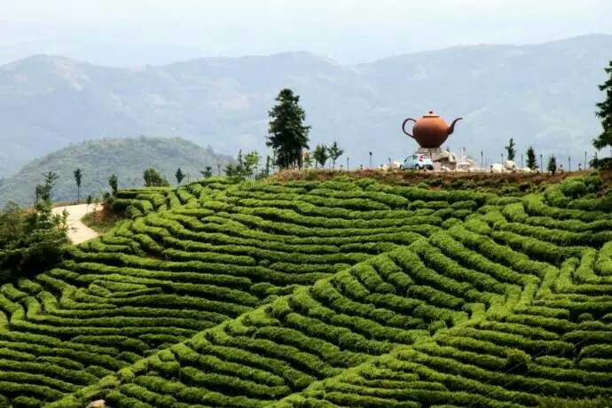河南信阳市商城县茶叶 一级批发_顾雷供应_一