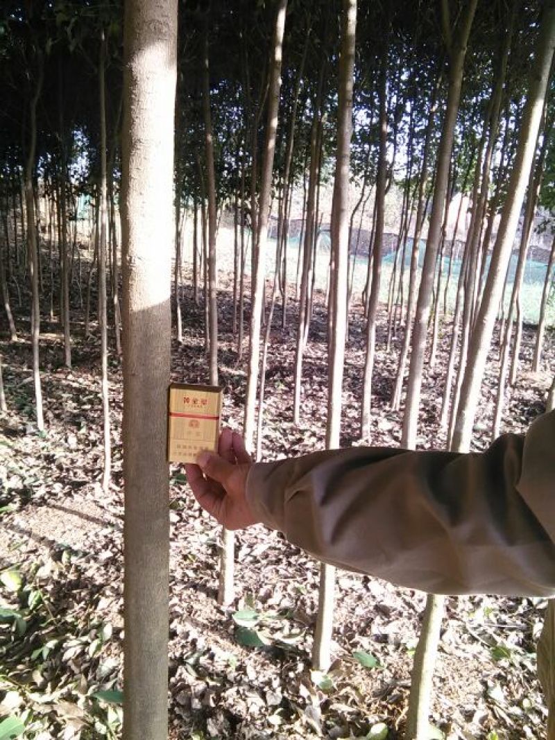 大叶女贞