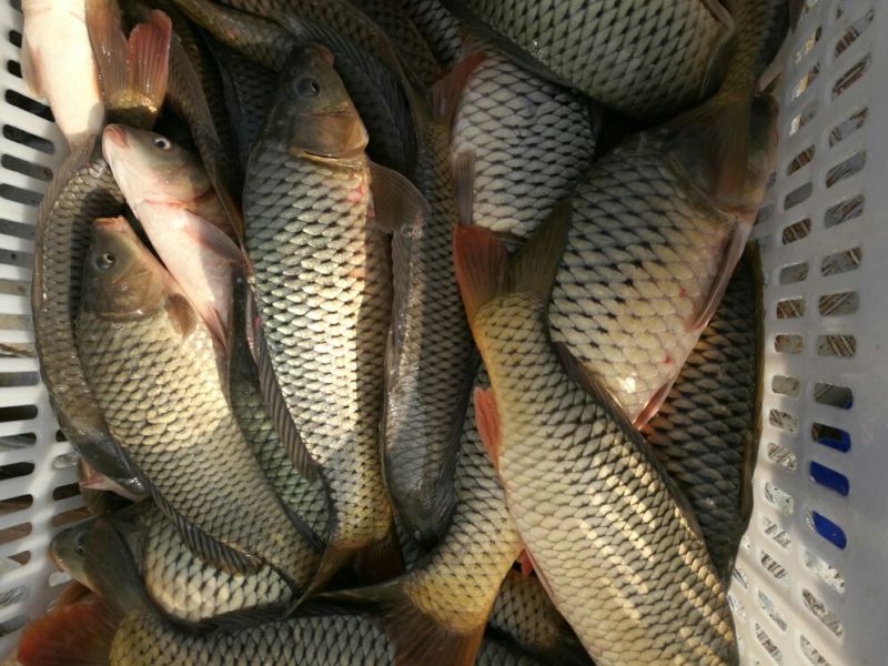 鲤鱼食用0.5~1公斤