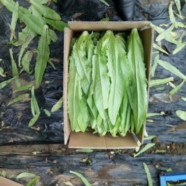 红香油麦菜30~35厘米以上