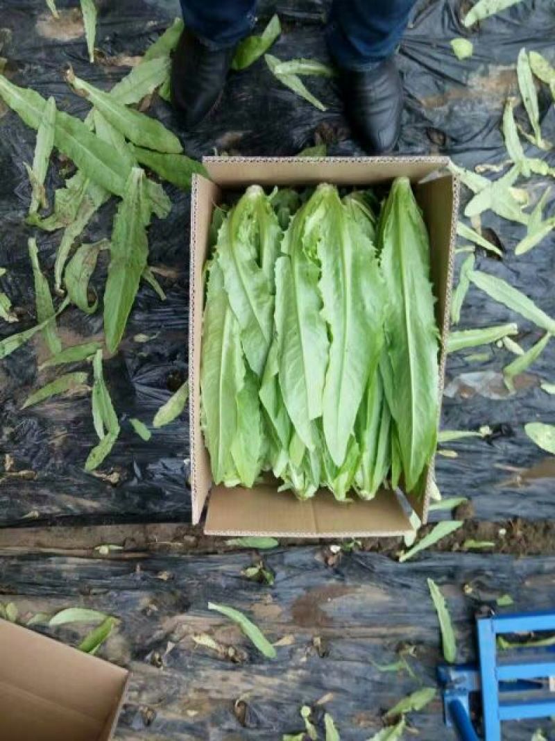红香油麦菜30~35厘米以上