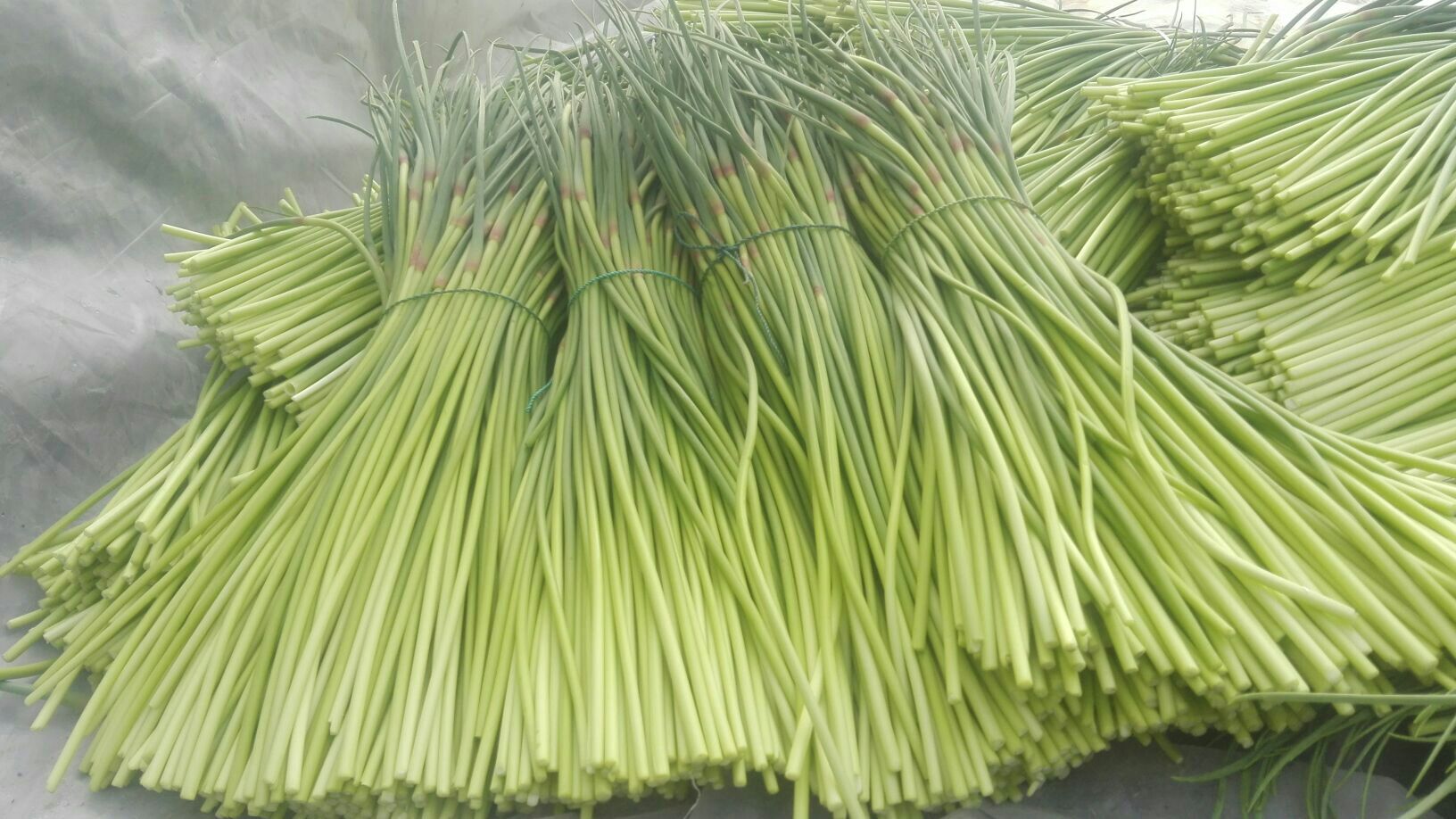 蒜薹河南开封杞县_批发_供应-一亩田农业网_专