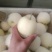 皇冠梨300~350g纸袋