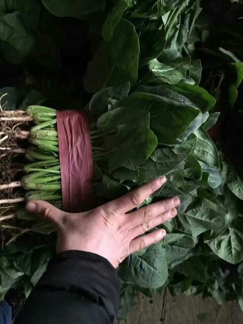 大叶菠菜10~15厘米