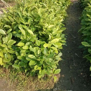 楠木苗香楠苗火力楠木杯苗