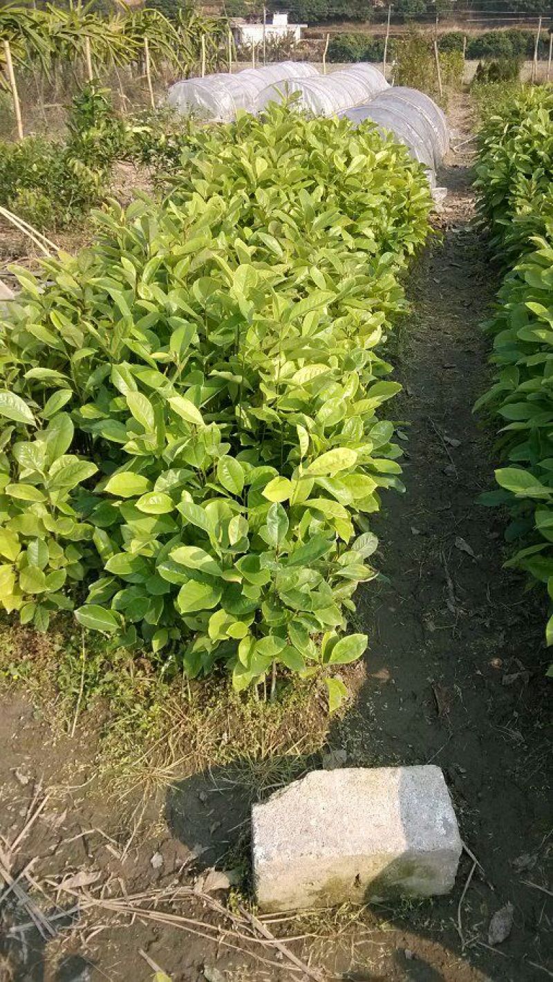 楠木苗香楠苗火力楠木杯苗