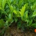 牛大力种苗药材中细叶都有