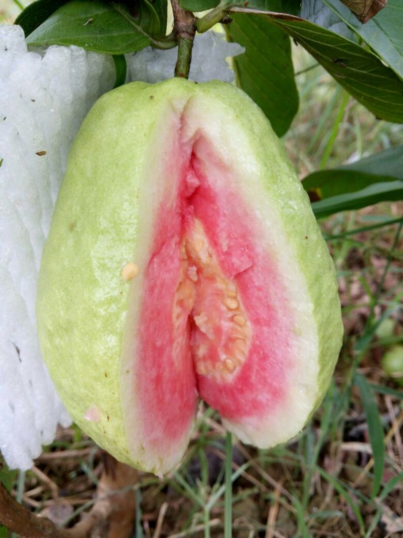 西瓜番石榴苗30~50cm
