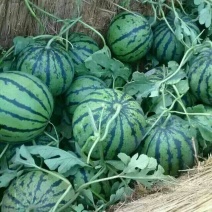 甜王西瓜6斤打底9成熟1茬山东西瓜
