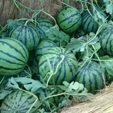 甜王西瓜6斤打底9成熟1茬山东西瓜