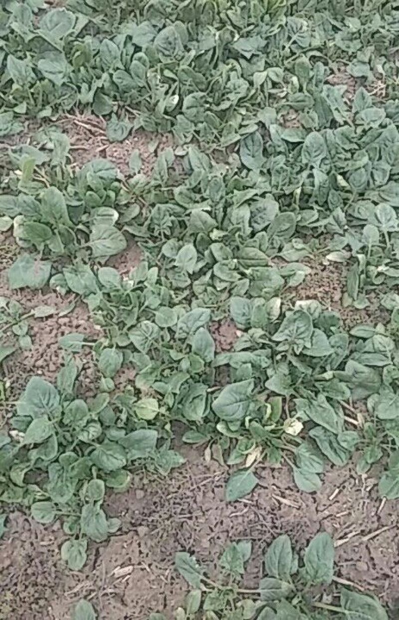 大叶菠菜15~20厘米