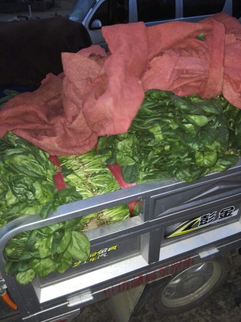 大叶菠菜20~25厘米