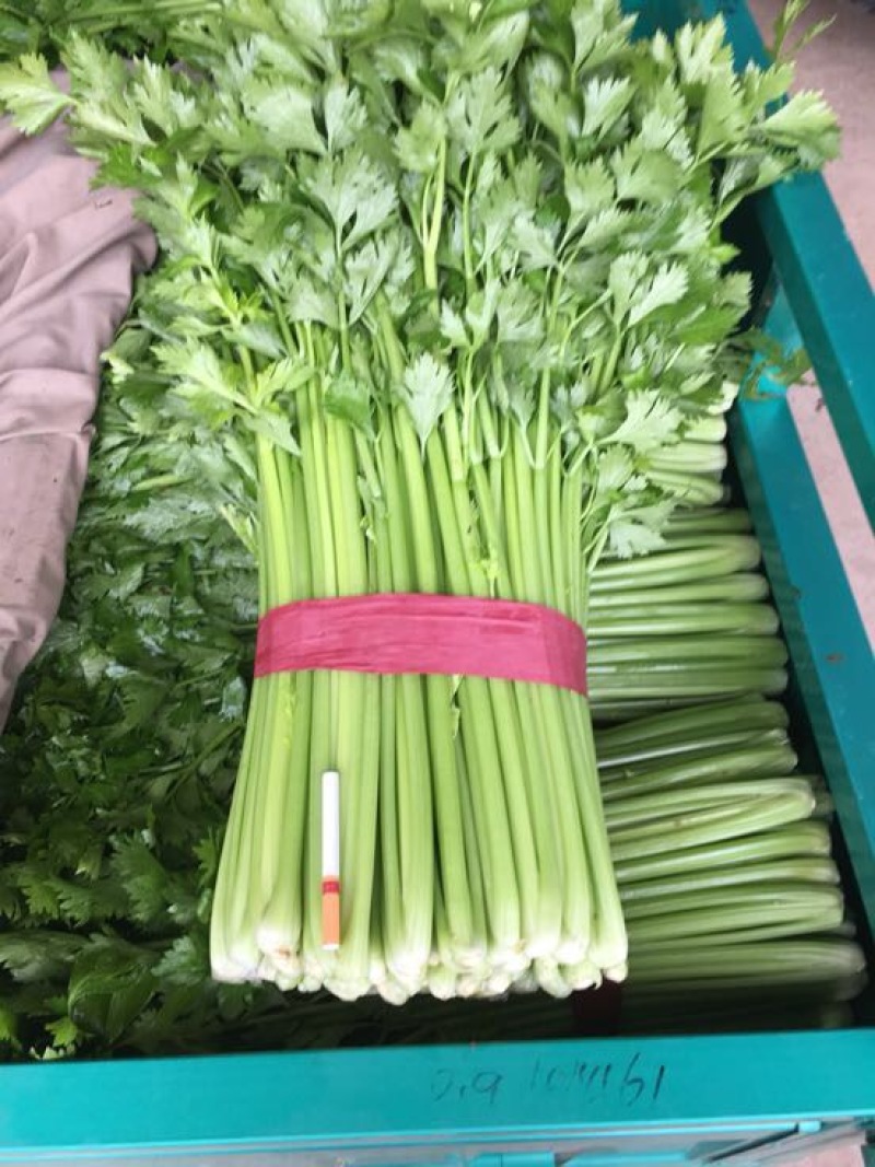 西芹50cm以上！大量上市长期合作要量大私聊支持发货