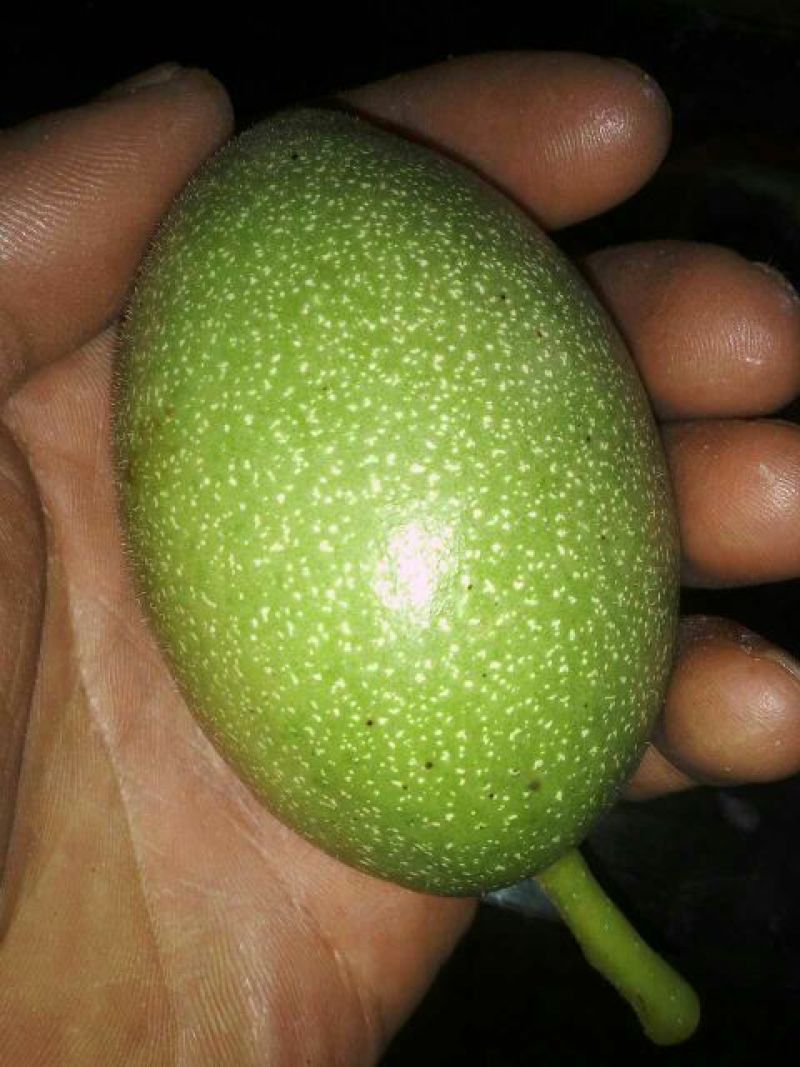 核桃苗免费提供种植技术
