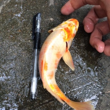 锦鲤