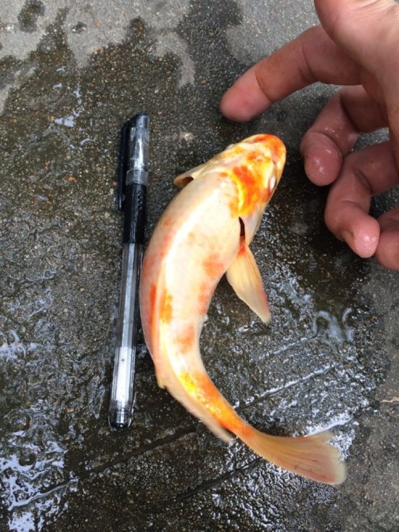 锦鲤