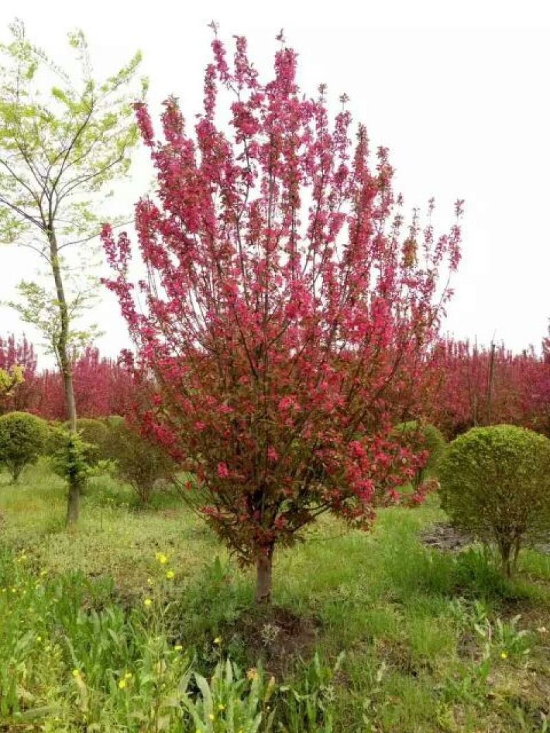 桃树4~6cm1.5~2米