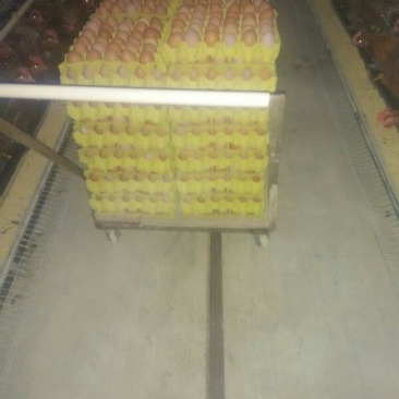 红蛋食用50~60g