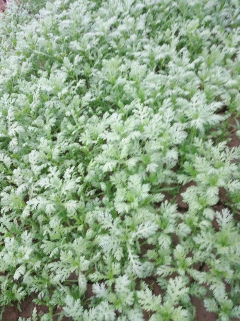 小叶茼蒿20~25cm