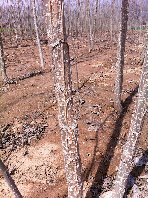 杨树种条江苏宿迁沭阳县_批发_供应-一亩田农