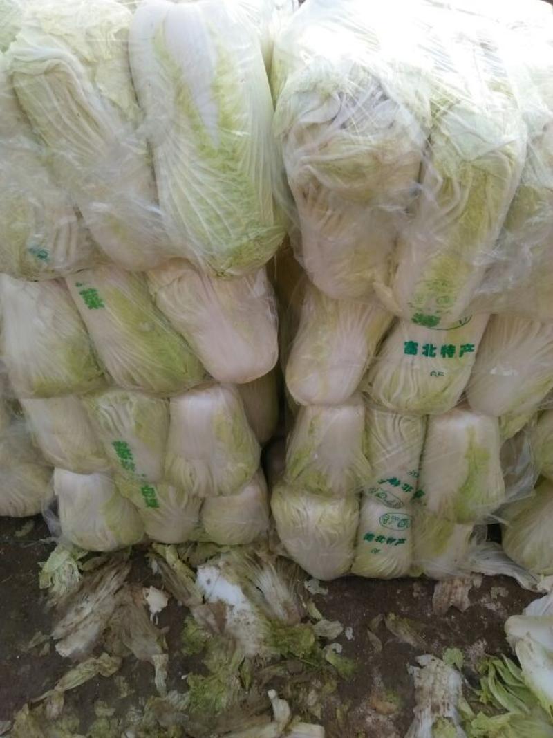 河南万亩白菜青杂三号白菜4~6斤，价格便宜，欢迎选购