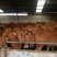 肉牛200~300斤