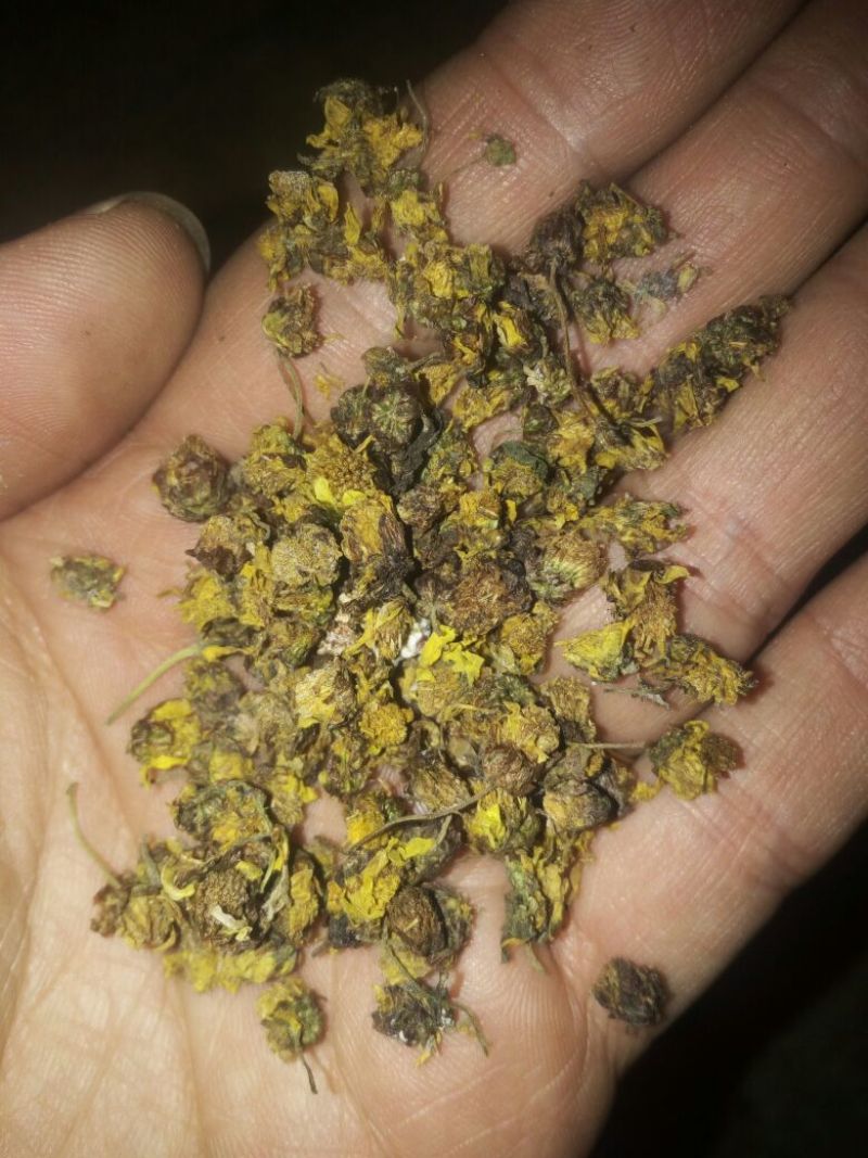野菊花颗粒
