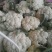 菜花2斤适中乳白