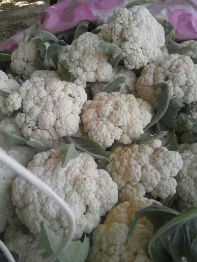 菜花2斤适中乳白